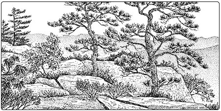 illustration of pitch pine oak heath rocky summit 