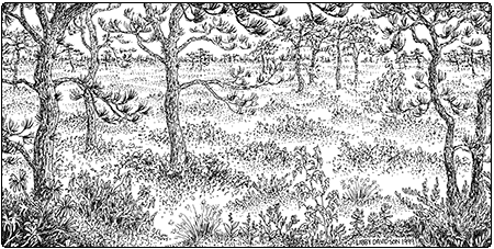 illustration of pitch pine woodland bog