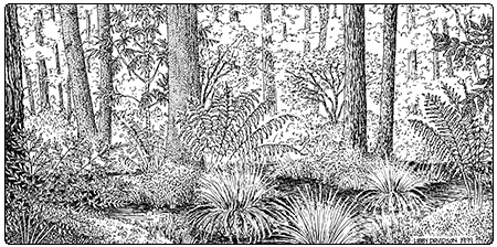 illustration of red maple black ash seepage swamp