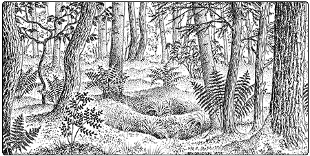 illustration of red maple black gum basin swamp