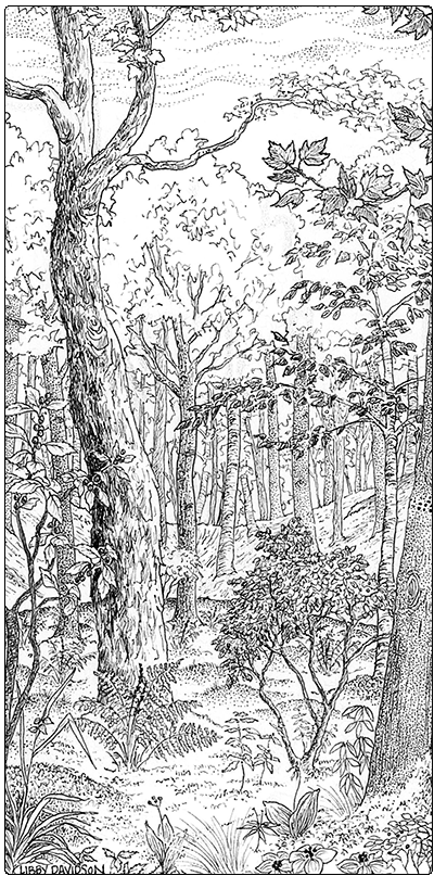 illustration of red maple sphagnum basin swamp