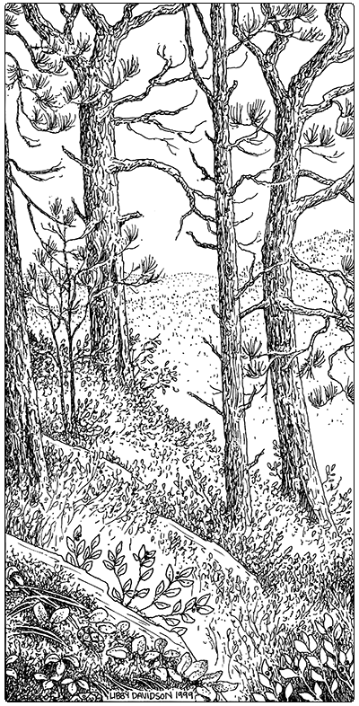 illustration of Red Pine Forest
