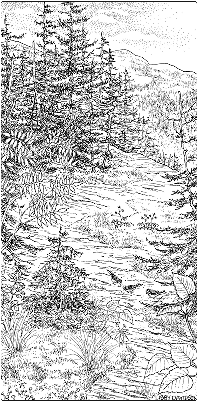 Illustration of red spruce heath rocky ridge