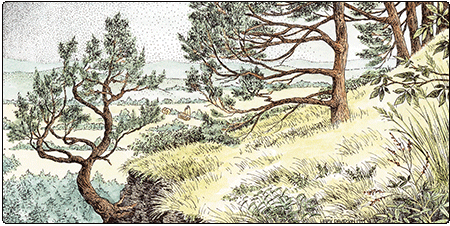 Illustration of red cedar woodland