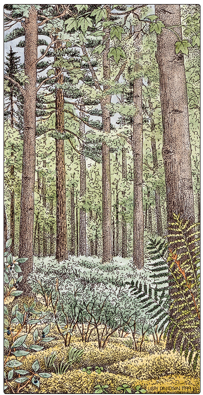illustration of red maple white pine huckleberry swamp