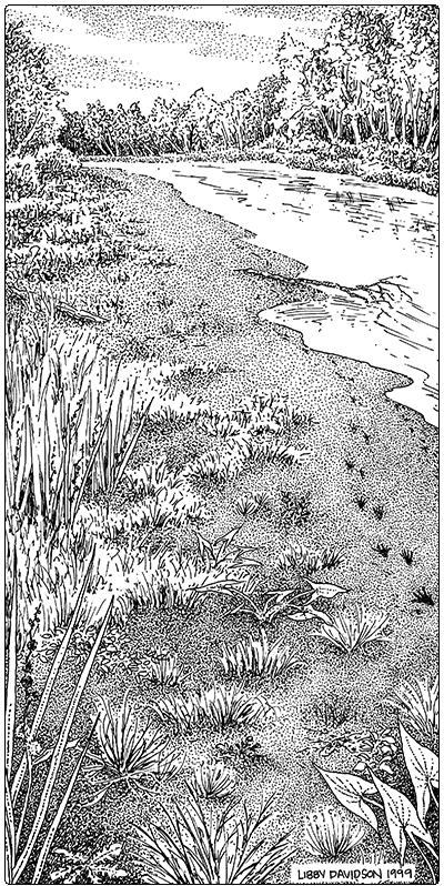 illustration of river mud shores