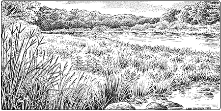 illustration of rivershore grassland