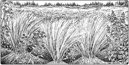 illustration of sedge meadow
