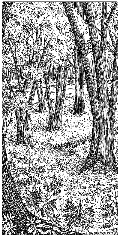 illustration of silver maple sensitive fern floodplain forest
