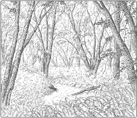 illustration of silver maple ostrich fern floodplain forest