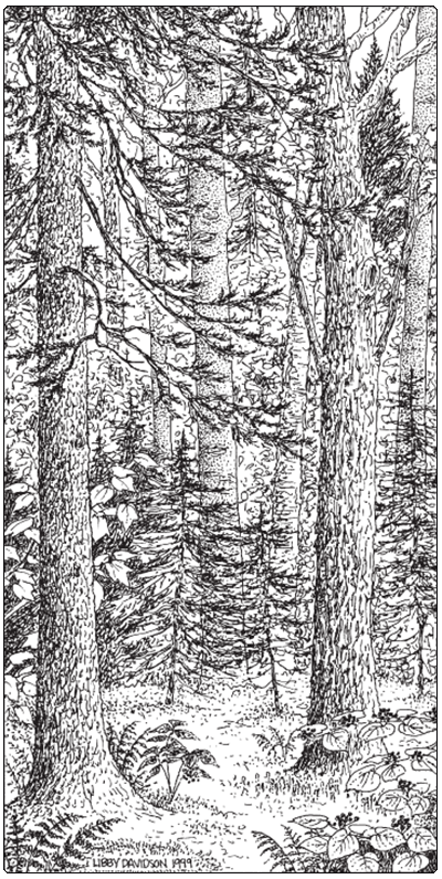 illustration of spruce-fir northern hardwood forest