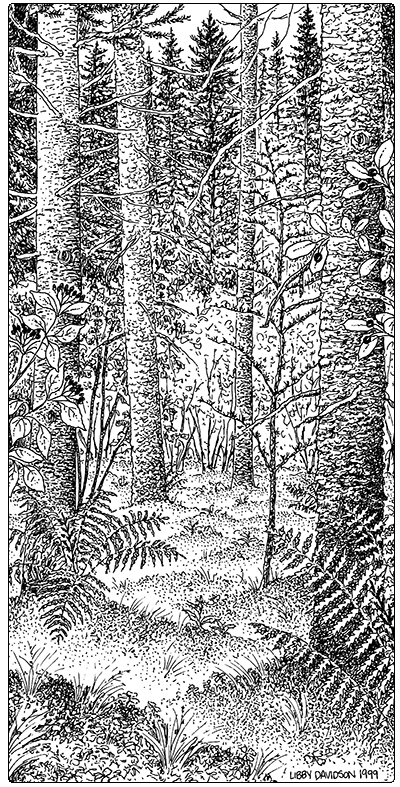 illustration of spruce fire tamarack swamp