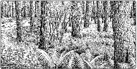 illustration of sugar maple floodplain forest