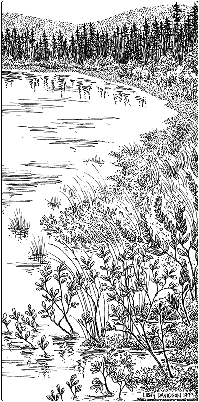 illustration of sweet gale shoreline swamp