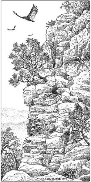 illustration of temperate calcareous cliff