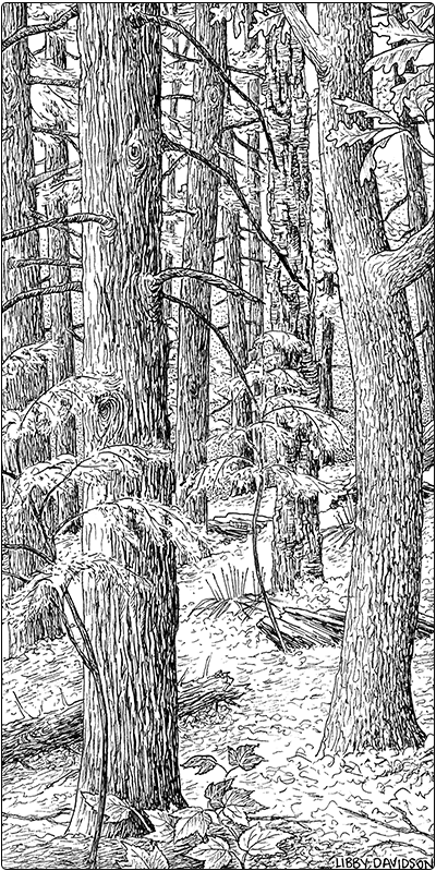 illustration of dry transition hemlock forest