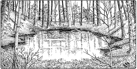 illustration of vernal pool