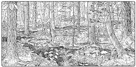 illustration of wet clayplain forest