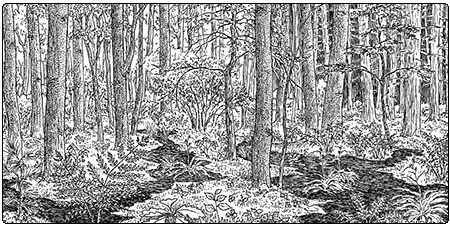 illustration of wet sand over clay forest