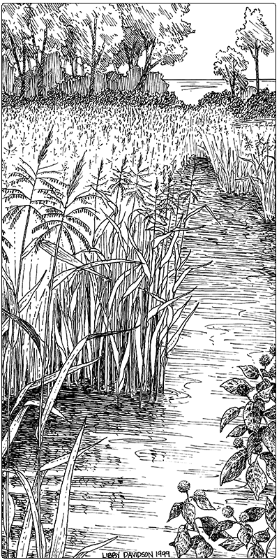 illustration of wild rice marsh