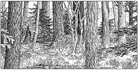 Illustration of mesic clayplain forest