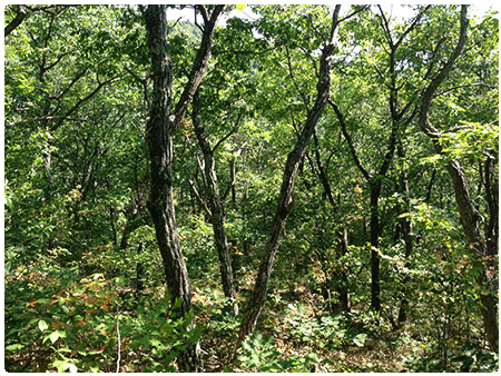 Dry oak woodland