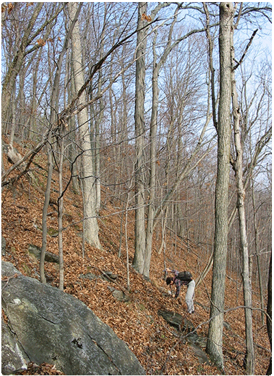 oak-maple limestone talus woodland