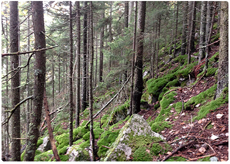 boreal talus natural community