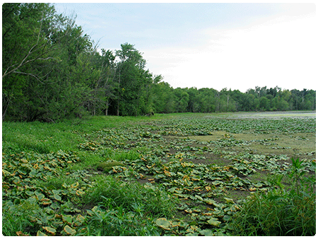Deep Broad-leaf Marsh on East Creek 