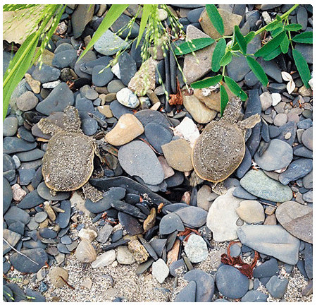 spiny softshell turtle hatchlings on shale beach
