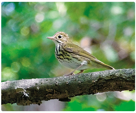 ovenbird