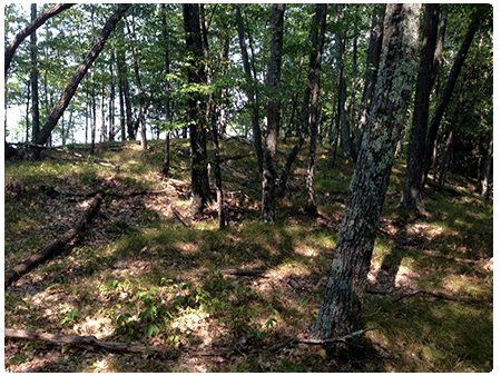 dry oak hickory hophornbeam forest
