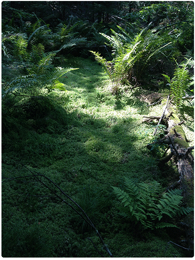 hemlock sphagnum basin swamp