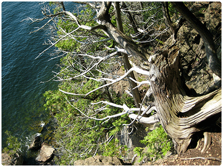 limestone bluff cedar pine forest