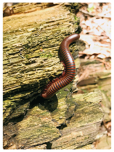 close up of an American giant millipede