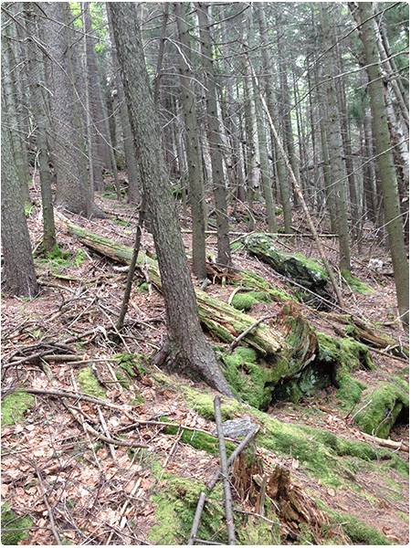 Red spruce heath rocky ridge example show rocky terrain and moss