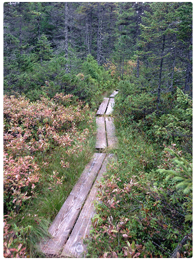 boardwalk through a spruce-fir tamarack swamp