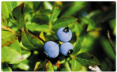 low seet blueberry