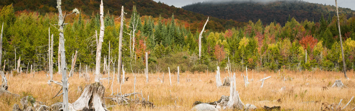 vernal pool natural community