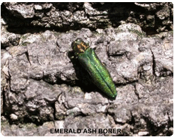 emerald ash borer