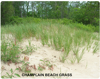 Champlain Beach Grass