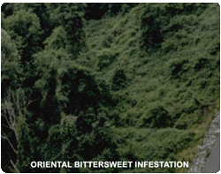 asiatic bittersweet infestation