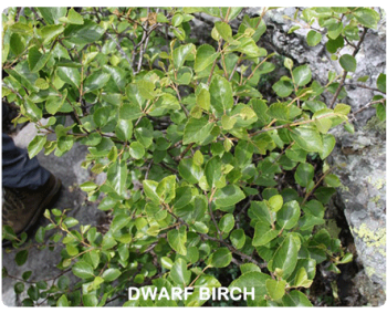 Dwarf Birch