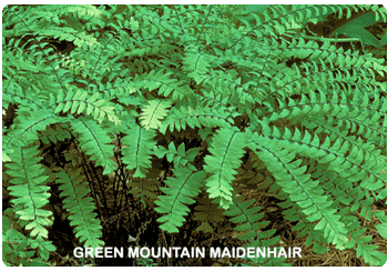 Green Mountain maidenhair