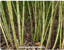 Japanese knotweed