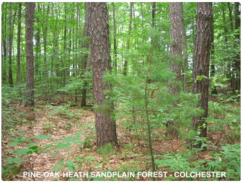 PINE-OAK-HEATH-SANDPLAIN-FOREST