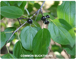 common buckthorn