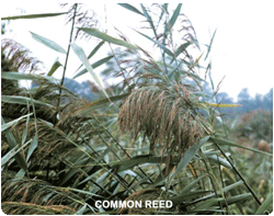 Common Reed