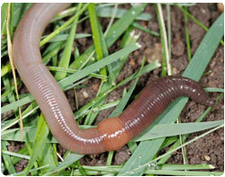 earthworm