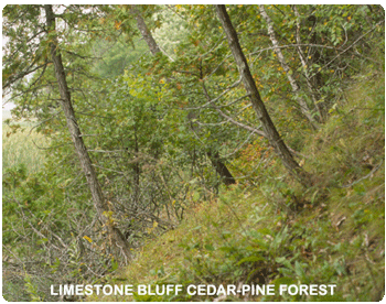 limestone bluff cedar-pine forest
